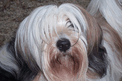 Close-up of the face of a long-haired sable-and-white Tibetan Terrier