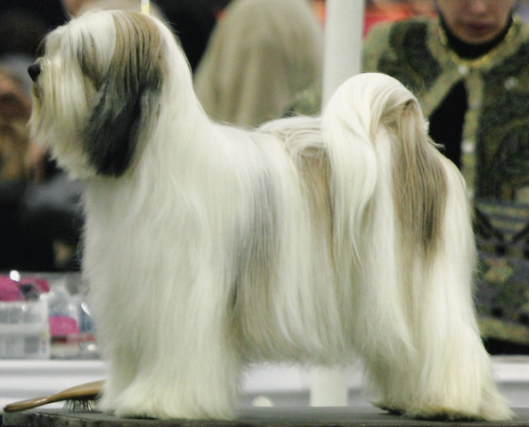 White-and-champagne long-haired Tibetan Terrier standing for show
