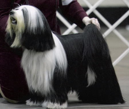Black-and-white long-haired Tibetan Terrier standing for show