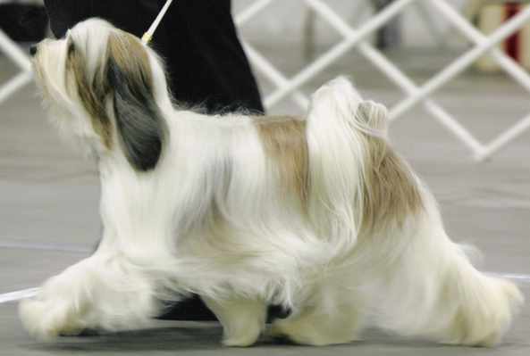 White-and-champagne long-haired Tibetan Terrier walking for show