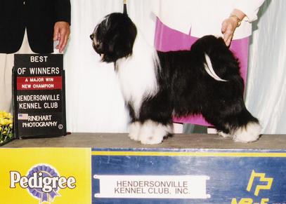 Black-and-white Tibetan Terrier standing as New Champion with Best of Winners plaque