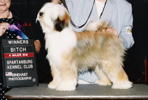 Sable-and-white Tibetan Terrier standing with Winners Bitch plaque