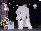 Mostly white Tibetan Terrier standing with Reserve Winners Specialty plaque