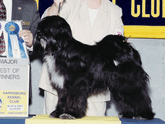 Mostly black Tibetan Terrier standing with Best of Winners plaque