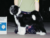 Black-and-white Tibetan Terrier standing with Best of Opposite and Winners plaque