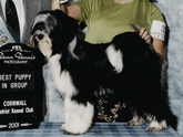 Black-and-white Tibetan Terrier standing with Best Puppy in Group plaque