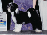 Black-and-white Tibetan Terrier standing with Group First Puppy plaque