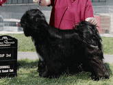 Black Tibetan Terrier standing in grass with Group 2nd plaque