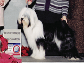 Black-and-white Tibetan Terrier standing as New Champion with Best of Winners plaque