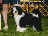 Black-and-white Tibetan Terrier standing in grass with Best of Winners and Opposite plaque