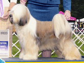 Multi-colored Tibetan Terrier standing with Best of Breed plaque