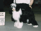 Black-and-white Tibetan Terrier standing with Best of Winners plaque