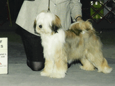 Multi-colored Tibetan Terrier standing with Best of Winners plaque