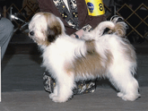 White-and-sable Tibetan Terrier standing with Winners plaque