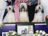 Three mostly white Tibetan Terriers sitting face forward on podium