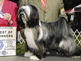 Dark gray-and-white Tibetan Terrier standing as New Champion with Best of Winners plaque