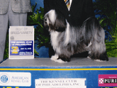 Black, gray, and white Tibetan Terrier standing with Best of Breed/Variety plaque