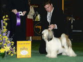 White-and-sable Tibetan Terrier stands on floor with Westminster Award of Merit plaque