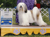 White-and-sable Tibetan Terrier standing on podium with Group First plaque