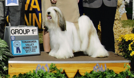 White-and-sable Tibetan Terrier standing on podium with Group First plaque