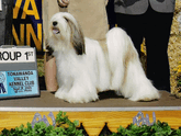 White-and-sable Tibetan Terrier standing on podium with Group First plaque