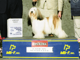 White-and-sable Tibetan Terrier standing on podium with Group First plaque