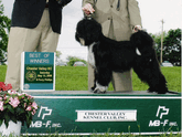 Black Tibetan Terrier standing with Best of Winners plaque