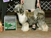 Sable-and-white Tibetan Terrier standing as New Champion with Best of Winners plaque