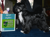 Black Tibetan Terrier standing with Best Puppy plaque