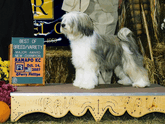 Tri-color Tibetan Terrier standing on a platform next to a Best of Breed/Variety plaque