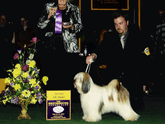 Mostly white tri-color Tibetan Terrier standing next to Award of Merit plaque and large bouquet of flowers