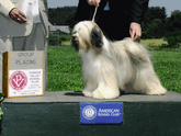 Tri-color Tibetan Terrier standing on platform next to Group Placing plaque