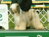 Tri-color Tibetan Terrier standing outside on a green platform