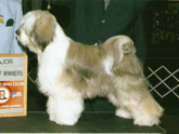 Tri-color Tibetan Terrier standing on a platform next to a Major Best of Winners plaque